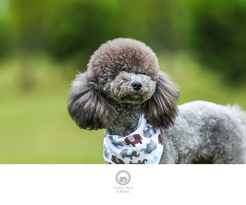 美少女和大长腿的小二黑（图ZNDg5NjYwNjQ=） - 宠物摄影 - 站酷设计师挂糖原创素材 - 站酷ZCOOL