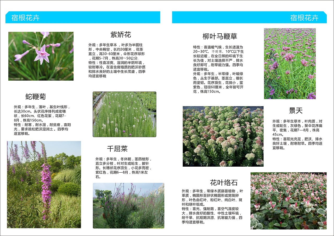 植物手册屋顶花园植物种类手册以及介绍