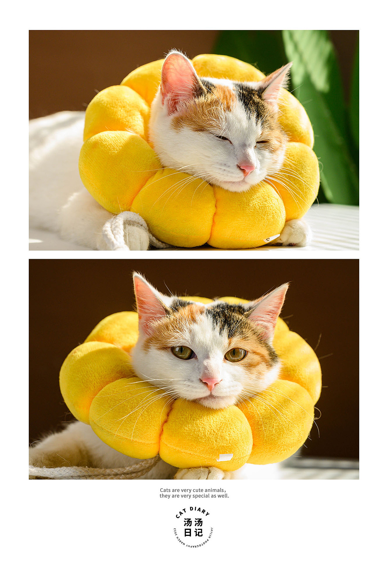 Jaylin｜湯湯日記（圖ZMjkzMTE5NjQ4） - 寵物攝影 - 站酷設(shè)計(jì)師阿宅Jaylin原創(chuàng)素材 - 站酷ZCOOL