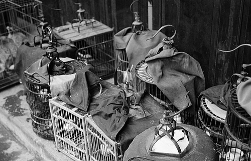 游黄山随手拍照片