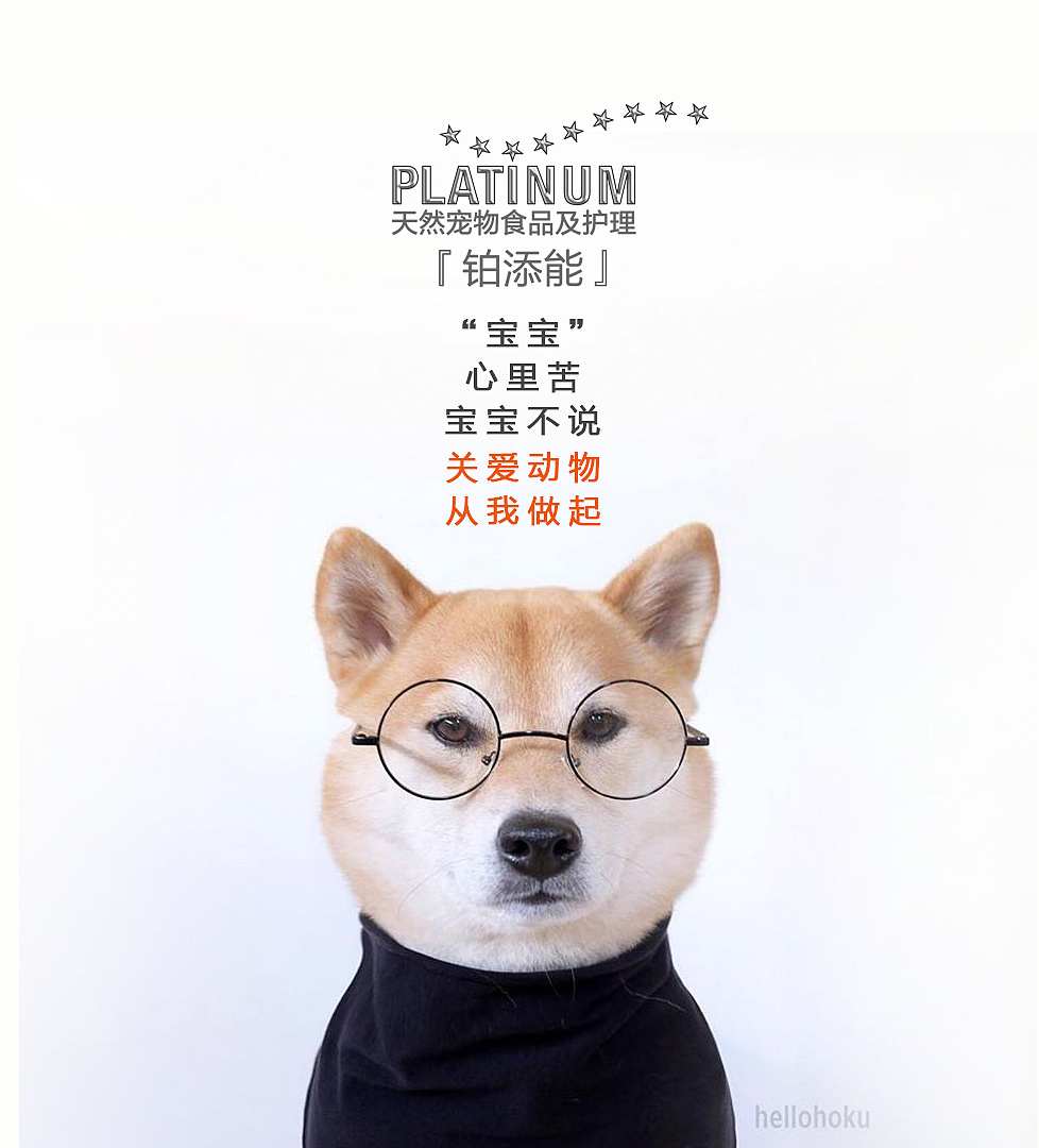 狗狗海报