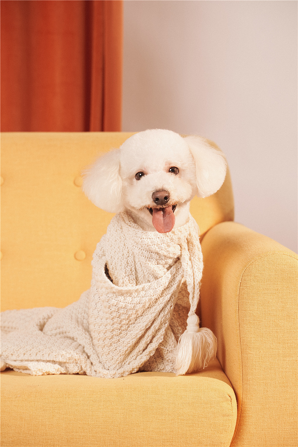 太空狗宠物摄影温馨全家福写真