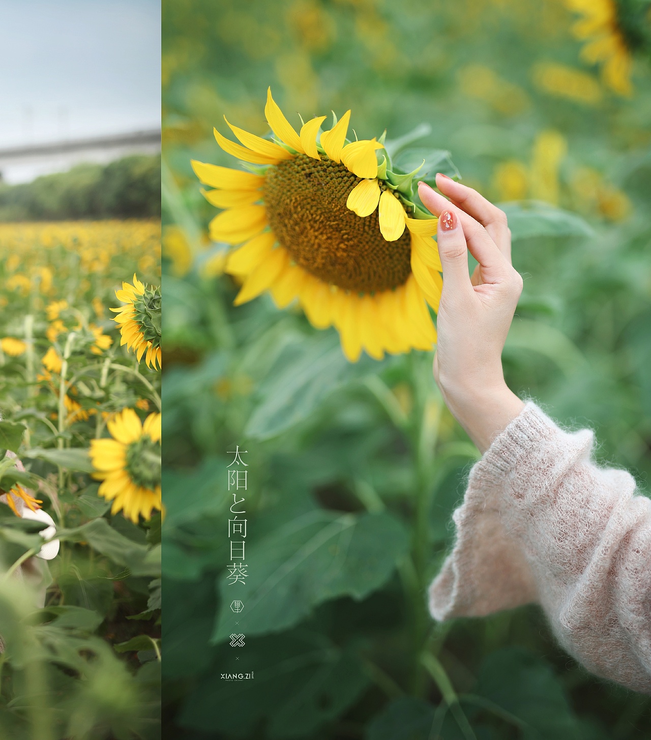 【翔子视觉】太阳的向日葵