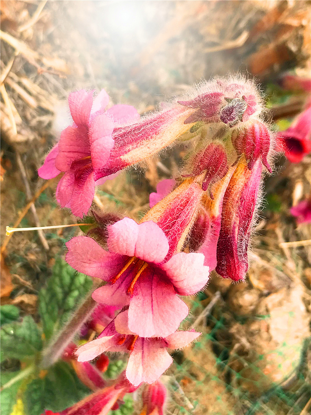 刘勇良手机纪实摄影:盛开的地黄花