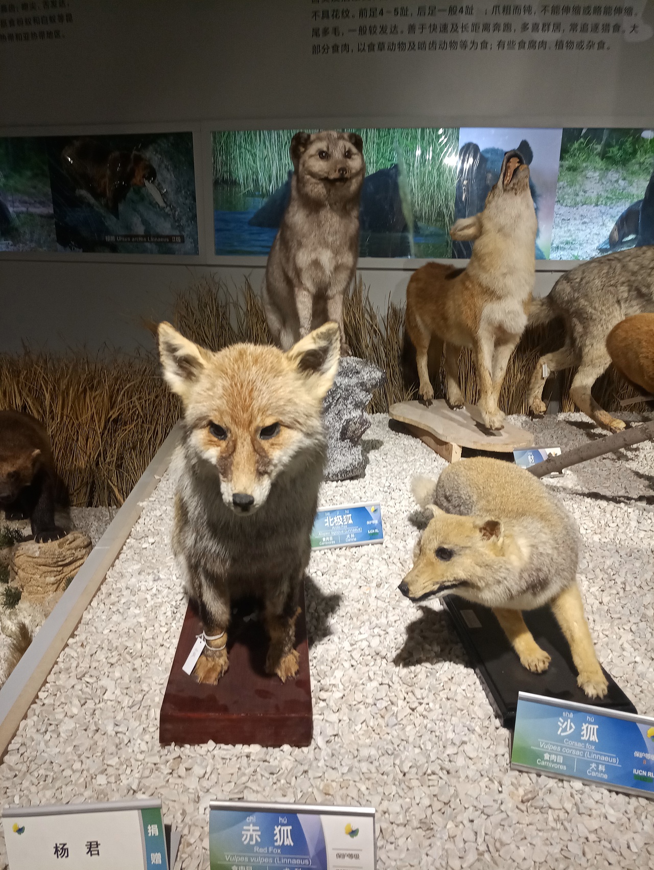 狐猴羊鼠（图ZMTc0NTY1NTMy） - 宠物摄影 - 站酷设计师共赏繁华原创素材 - 站酷ZCOOL