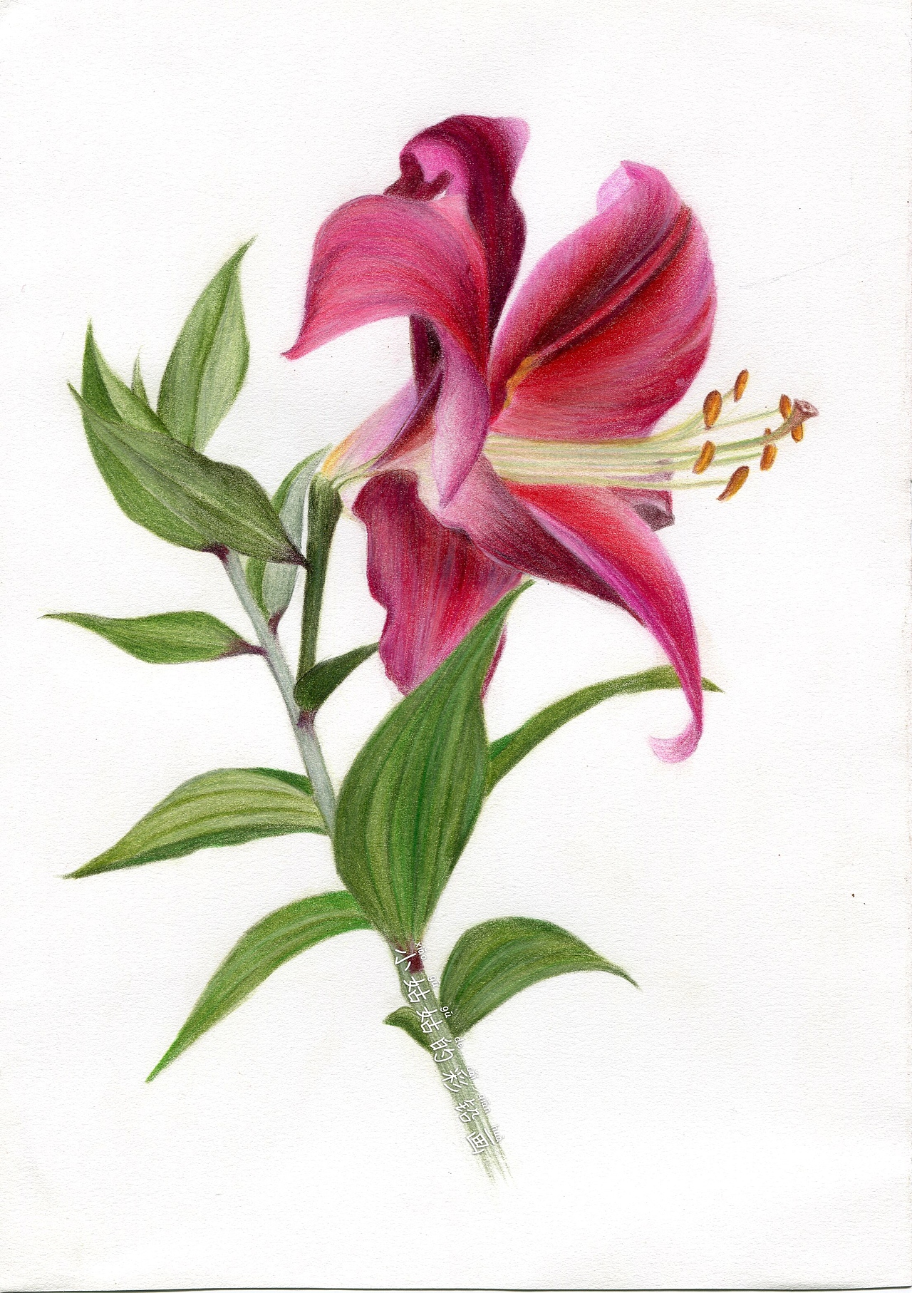 彩铅画临摹习作