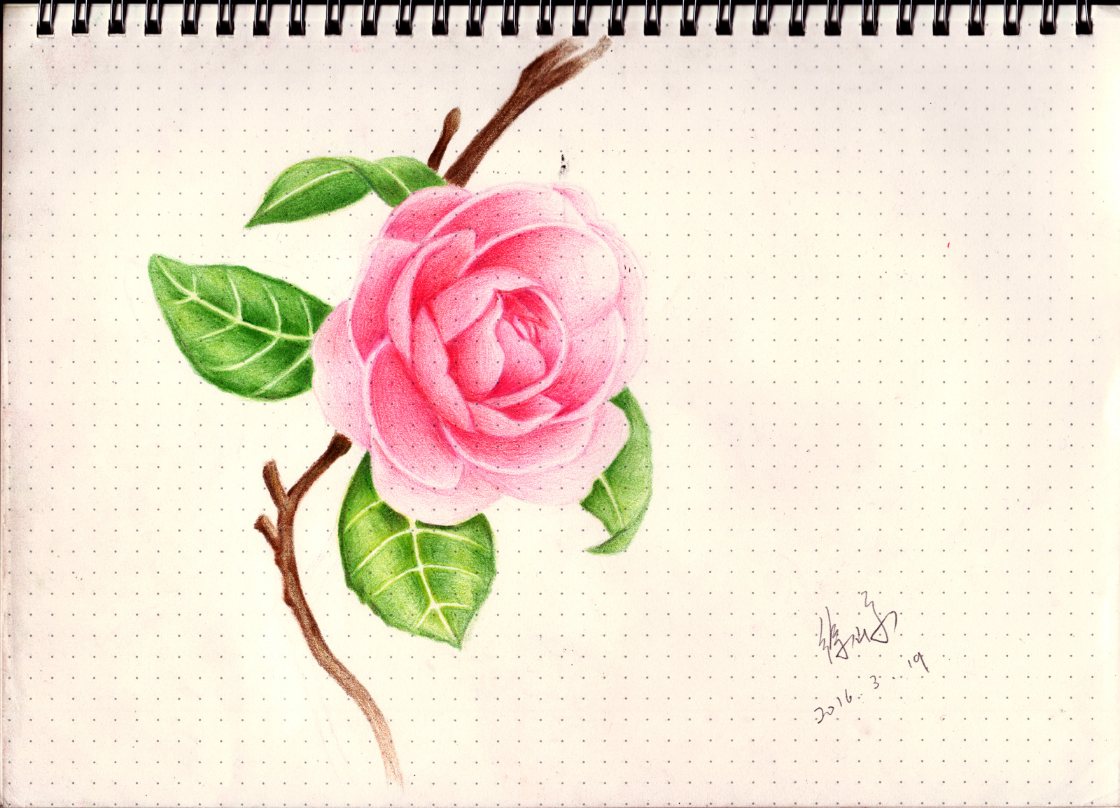 山茶花 手绘 素描 彩铅 超写实 图标