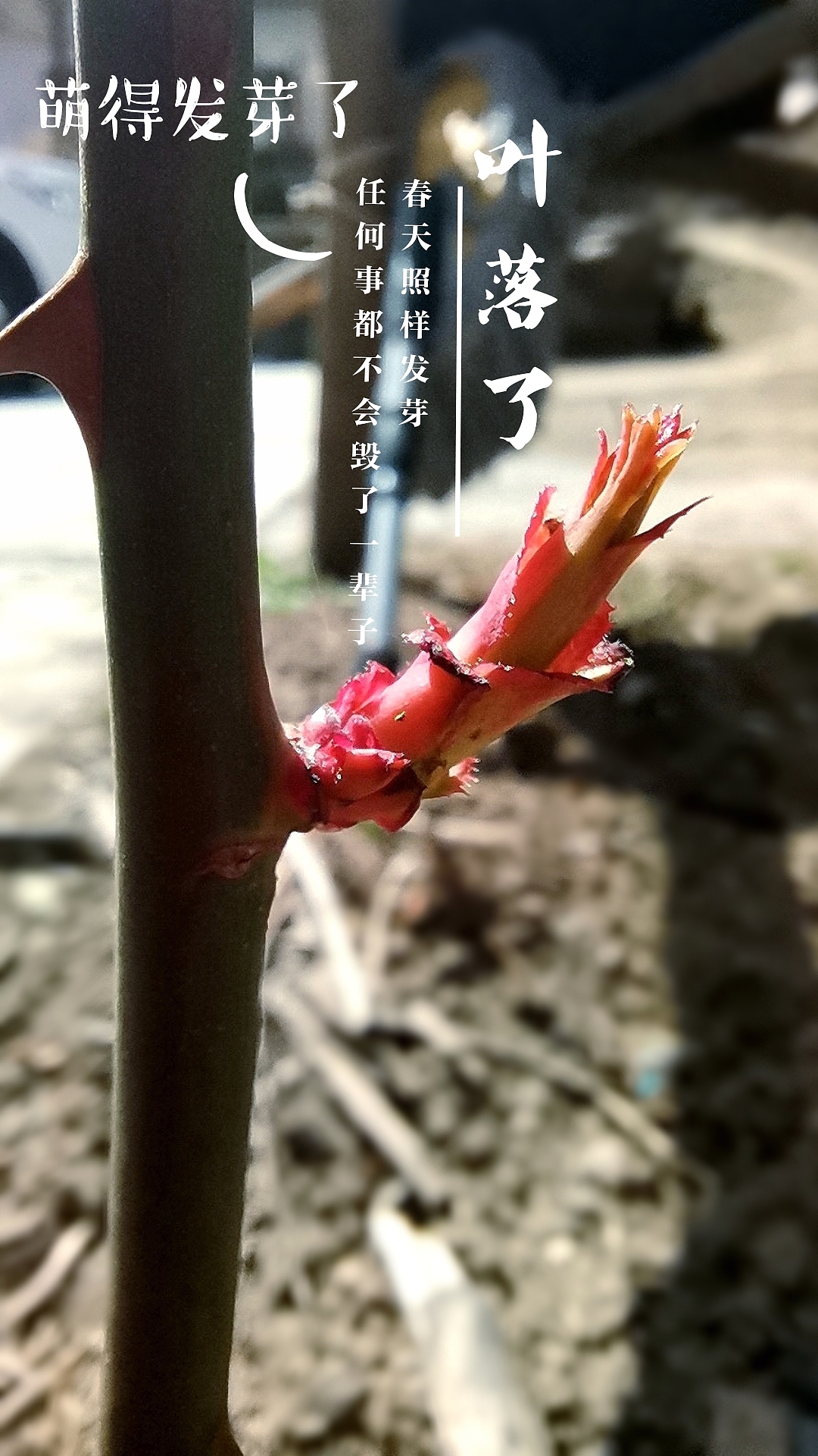阳光明媚，万物复苏啊～（图ZMjAwMDk4ODA4） - 人文/纪实摄影 - 站酷设计师一味一真原创素材 - 站酷ZCOOL