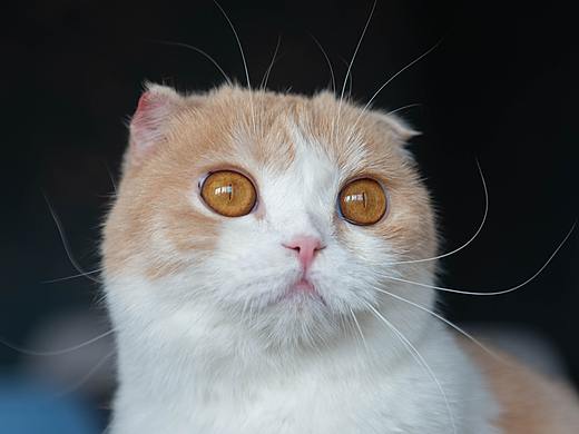 一只胖胖的折耳猫