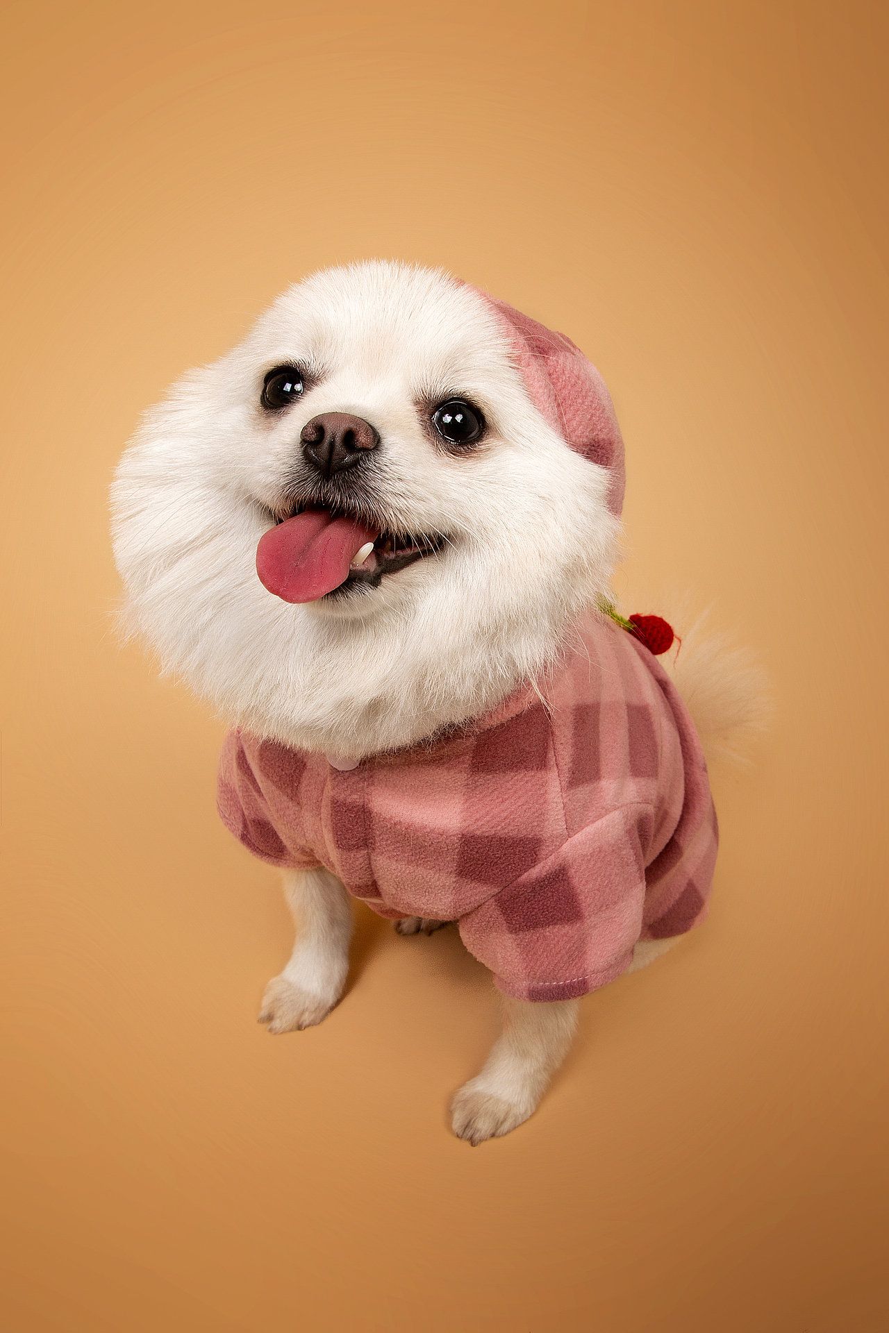 【動物照相館】合集