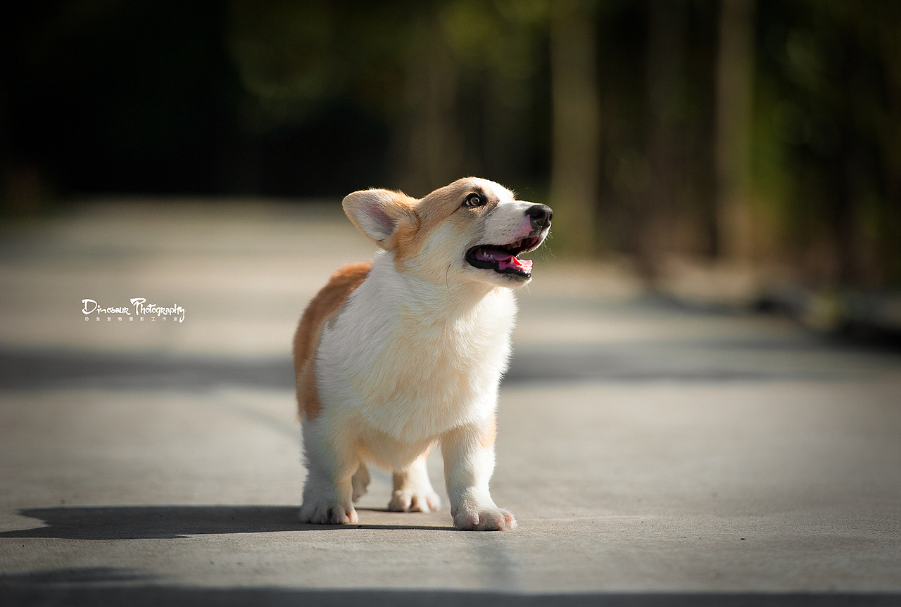 【恐龙】宠物摄影2月上半月拍摄作品
