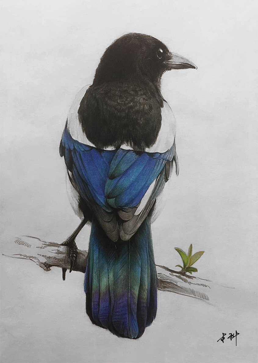 彩铅鸟喜鹊