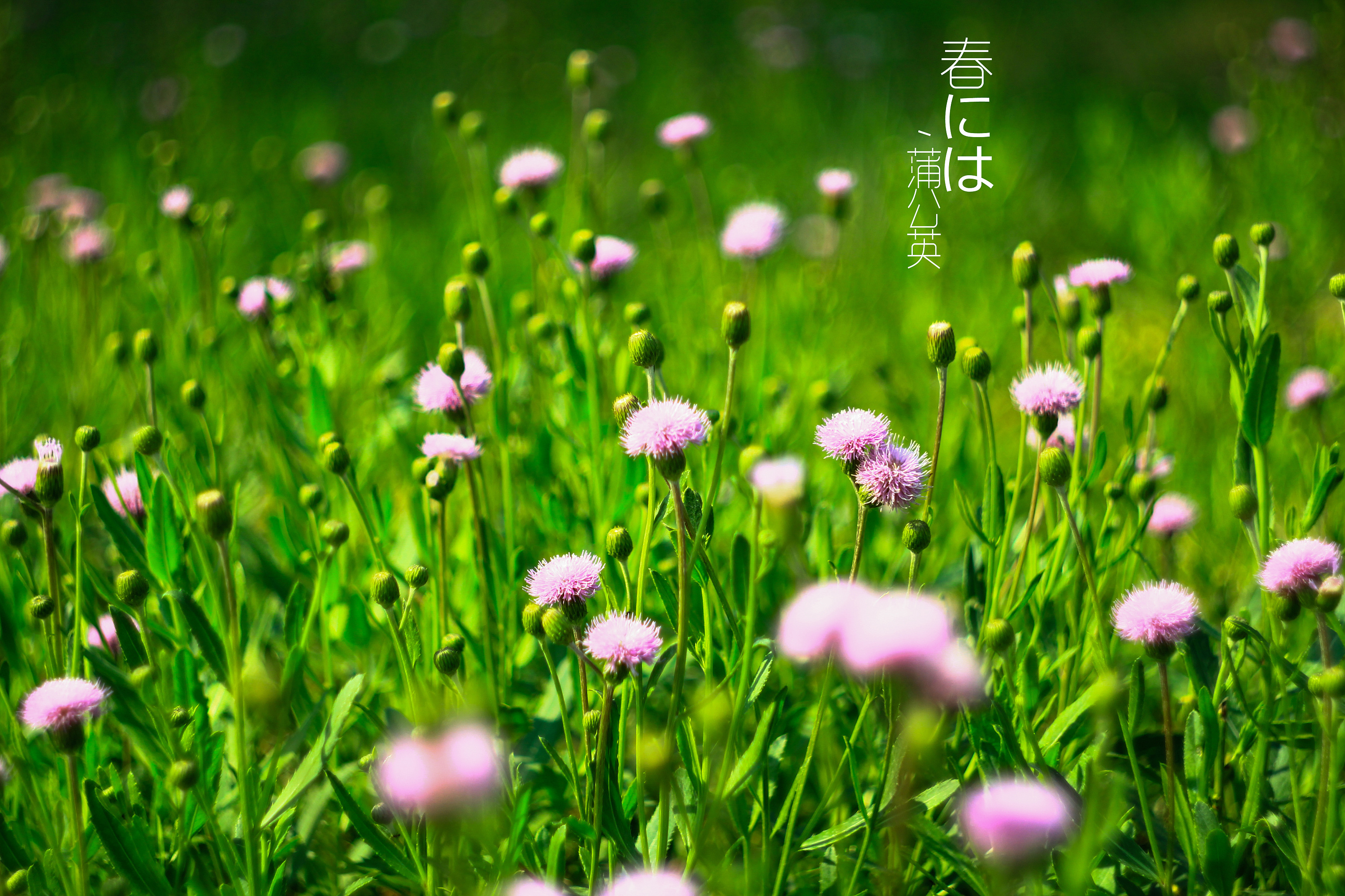 城市角落里的花花草草