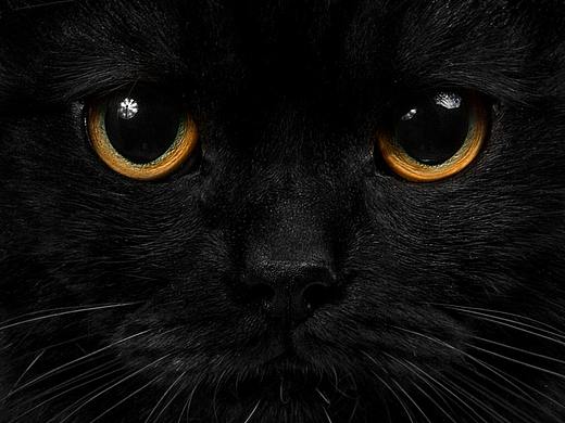 【動物照相館】黑猫