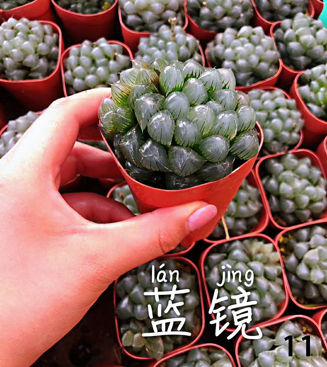 云南东南亚多肉绿植（图ZMTU1NDUxNjQw） - 产品摄影 - 站酷设计师绿植玩家原创素材 - 站酷ZCOOL