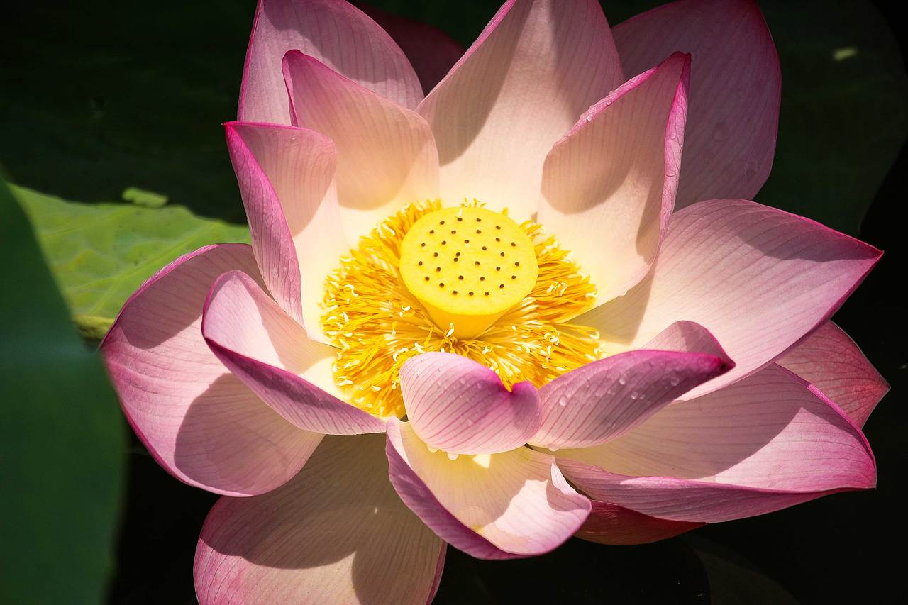 洪湖公园的荷花开了