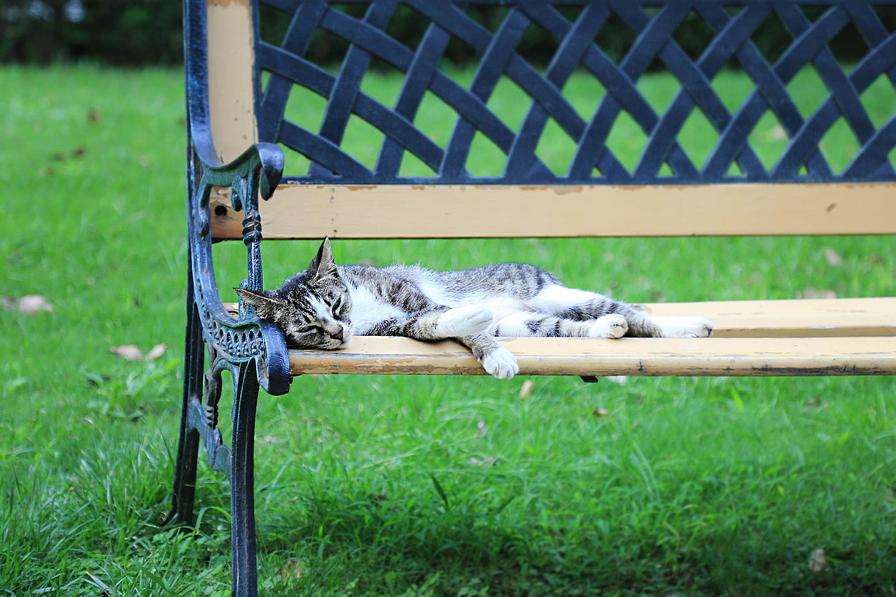 雅典娜你又霸占了整个椅子（图ZMzI1NTg2OTI=） - 宠物摄影 - 站酷设计师11ELEVEN原创素材 - 站酷ZCOOL