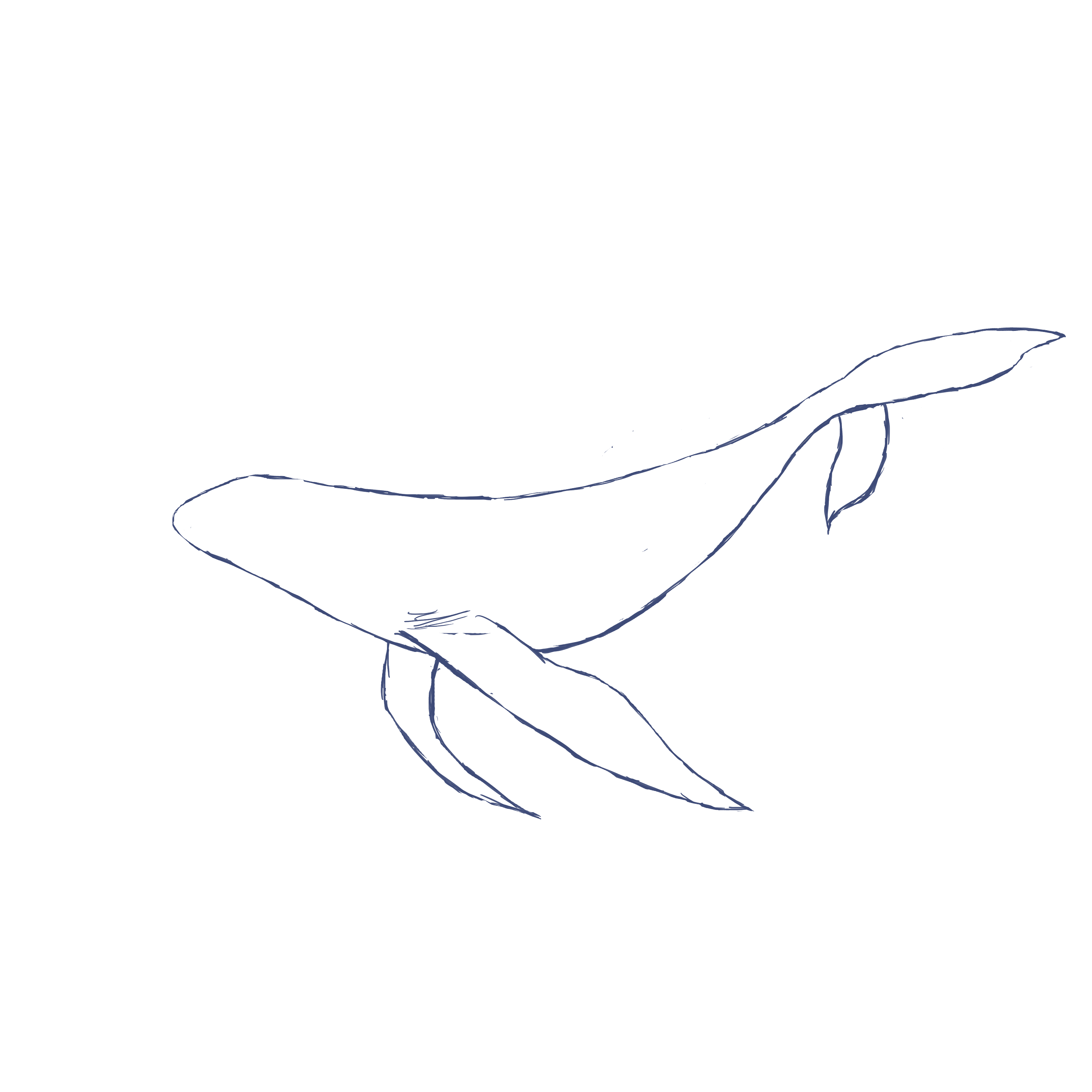 鲸|插画|插画习作|一夏_ll - 原创作品 - 站酷 (zcool)