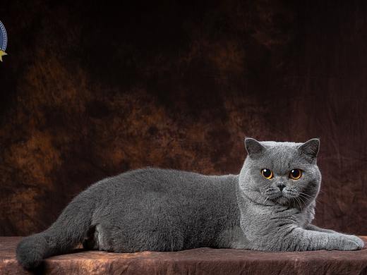七叶英短猫舍英国短毛猫蓝白蓝猫宠物猫摄影图