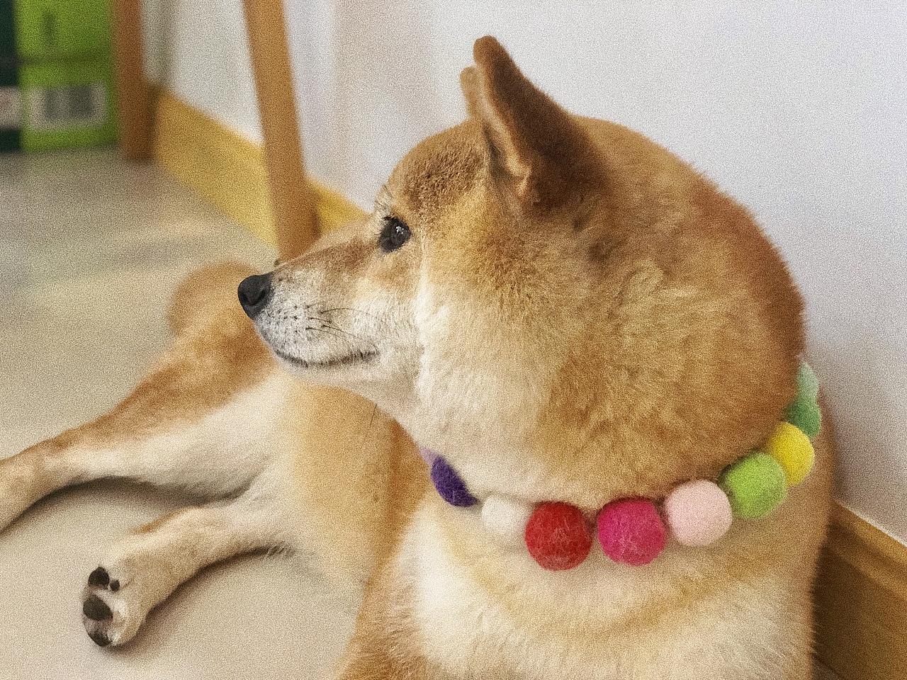 萌化夏天的废柴（图ZMTYyOTc1MzUy） - 宠物摄影 - 站酷设计师木子小Y原创素材 - 站酷ZCOOL