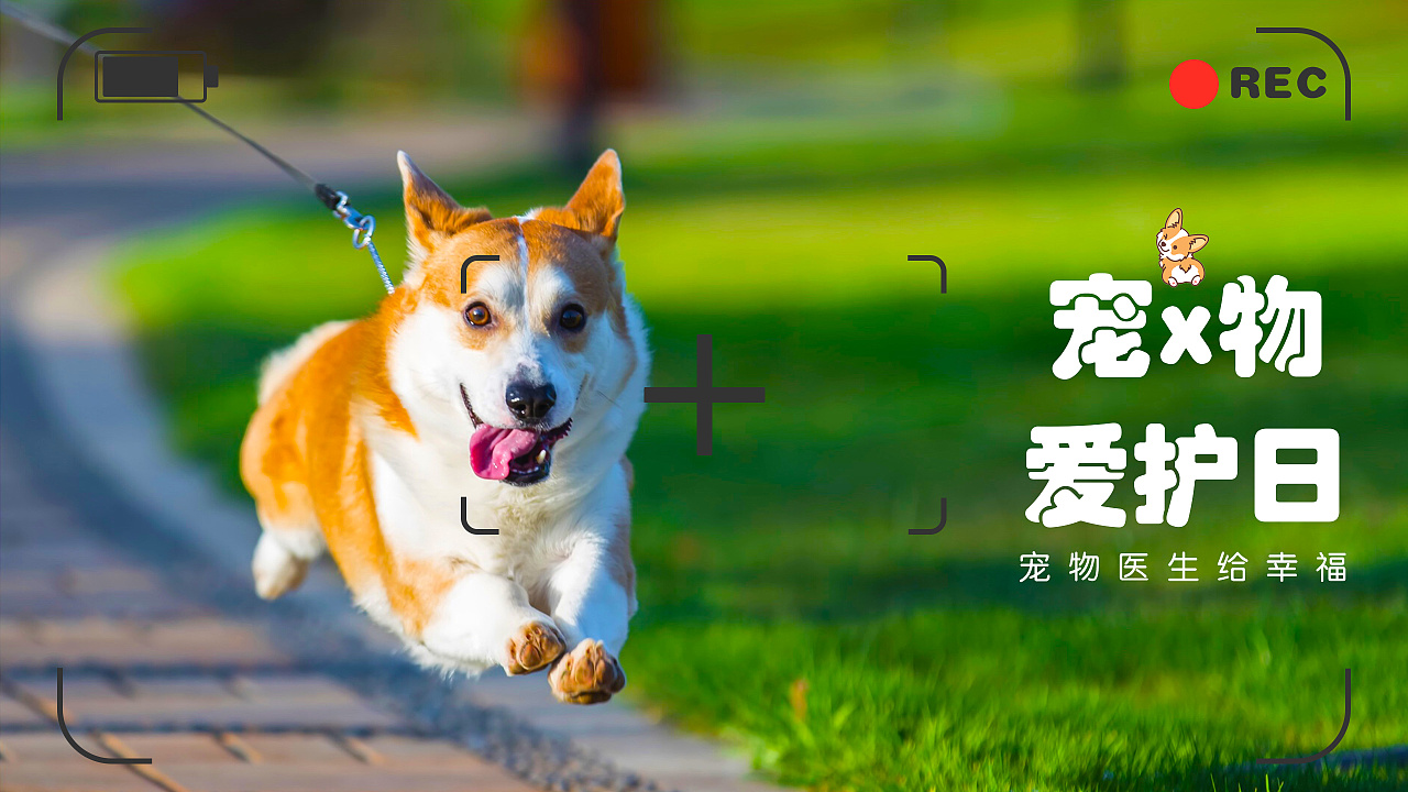 视频封面-宠物