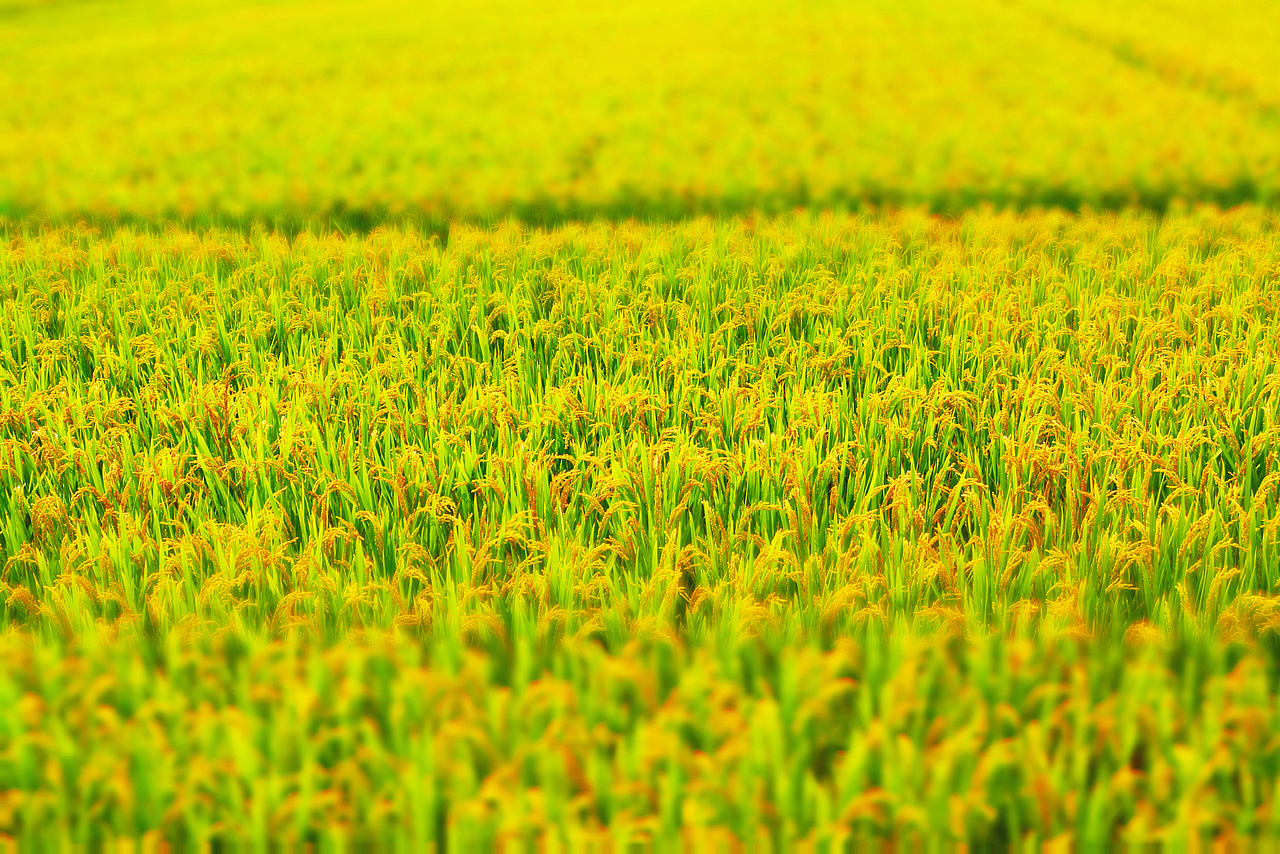 秋景（图ZMTE5NzYzODA=） - 风光摄影 - 站酷设计师人难得_糊涂原创素材 - 站酷ZCOOL