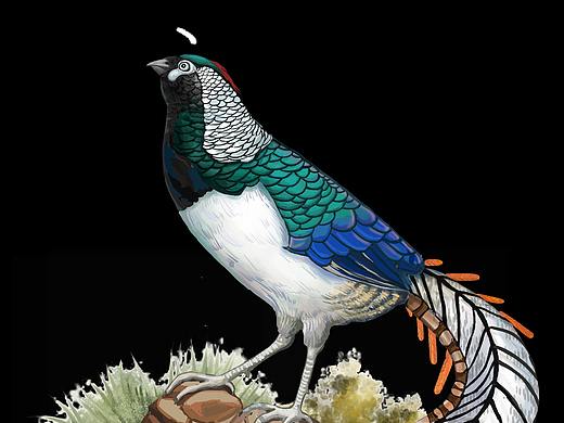 雉类 老君山国家级自然保护区文创插画