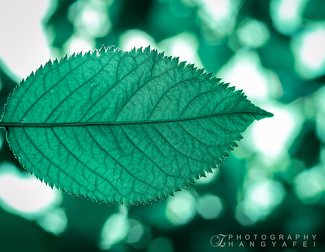 树叶（图ZMTE4MzIwNzcy） - 风光摄影 - 站酷设计师摄影师沐风原创素材 - 站酷ZCOOL