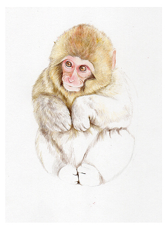 画的时候要注意动物毛发的走向。