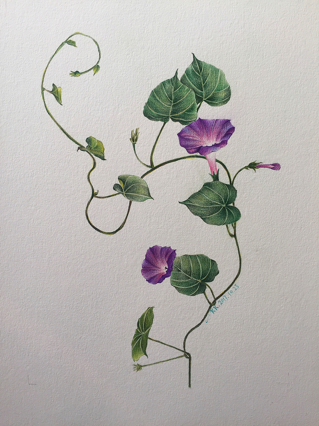 牵牛花手绘是一种信仰