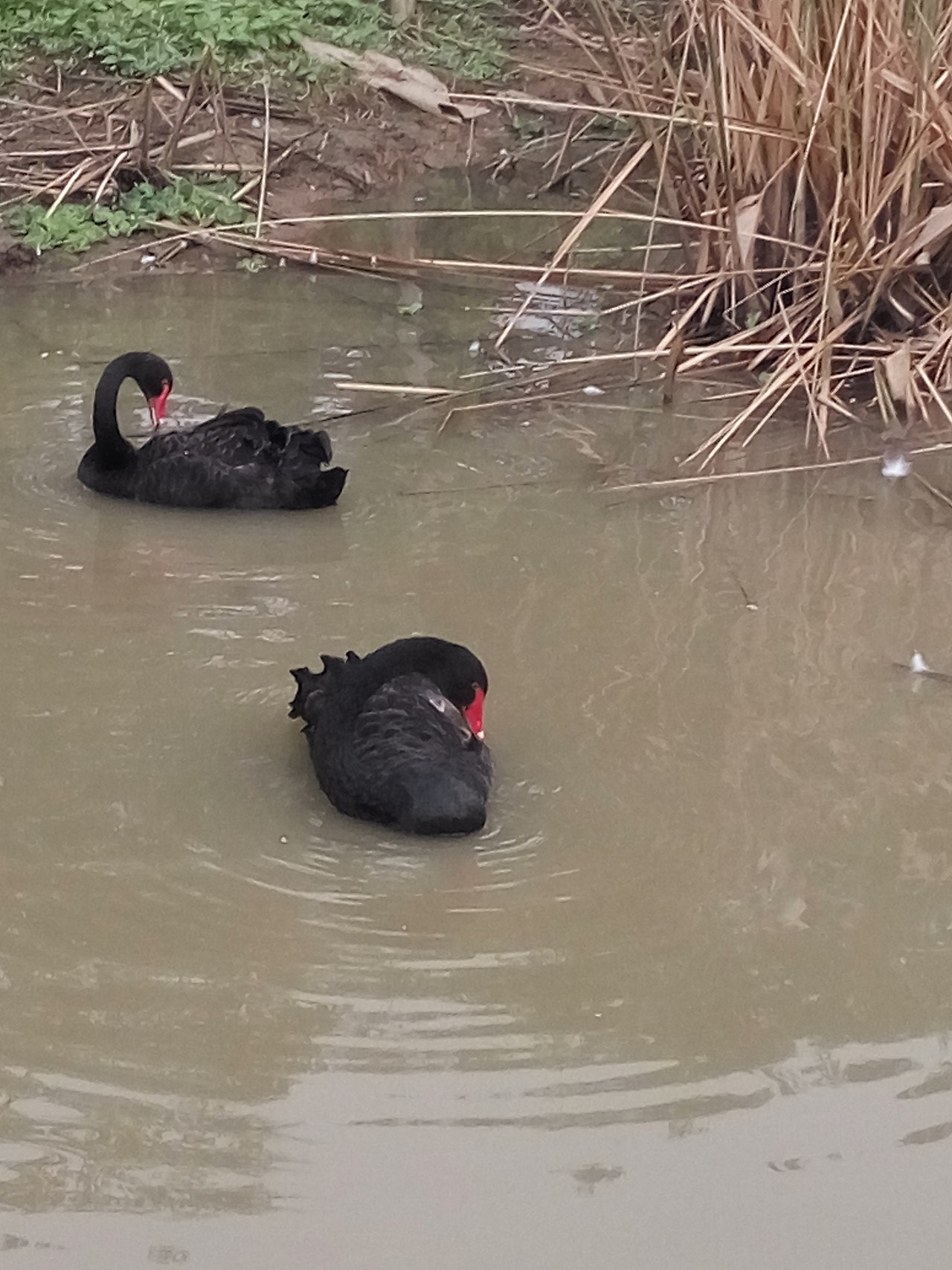 十里莲江（图ZMTM2MzM1MDk2） - 产品摄影 - 站酷设计师嘟嘟2019原创素材 - 站酷ZCOOL