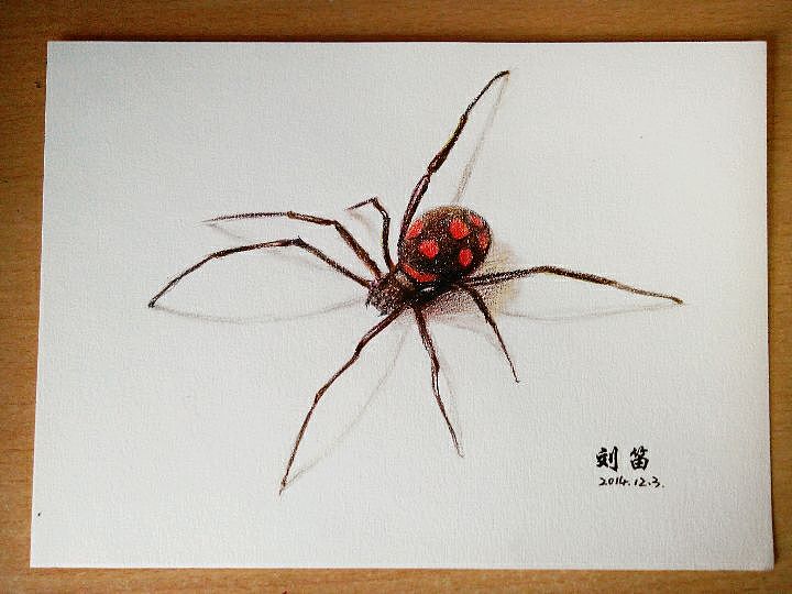 彩铅立体小蜘蛛胆小勿入