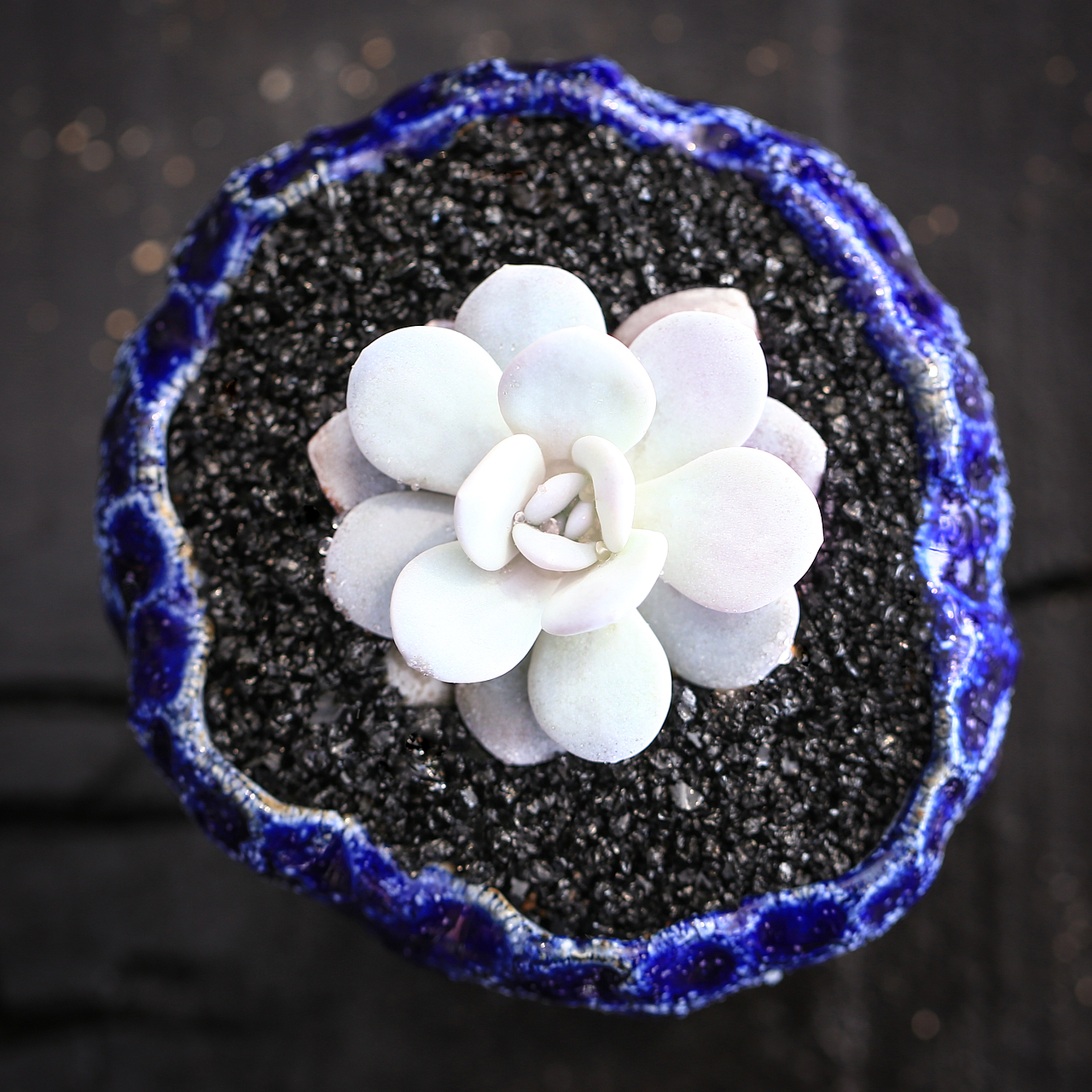 多肉植物 器皿 盆器 谷土（图ZNTc3ODA3MDQ=） - 风光摄影 - 站酷设计师留俗原创素材 - 站酷ZCOOL