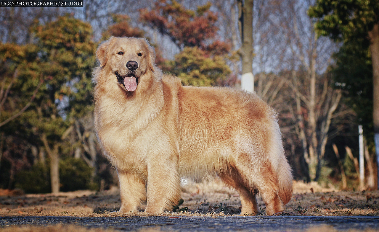 我猜我们见过面.恩?【动物摄影师何某某个人作品2】
