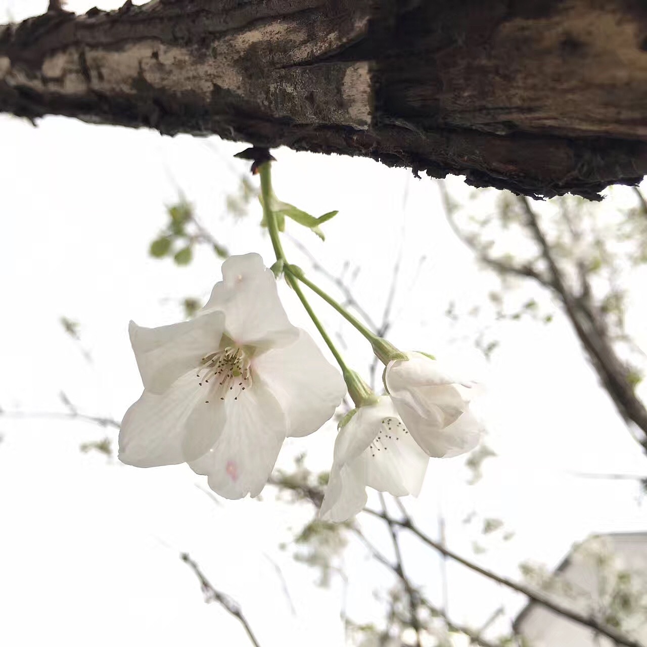 一簇梨花千百媚……