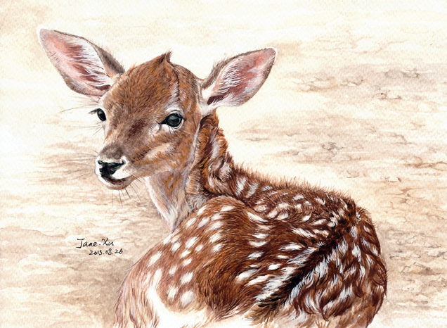许宁水彩野生动物作品|插画|其他插画|jane7841 - 原创作品 - 站酷