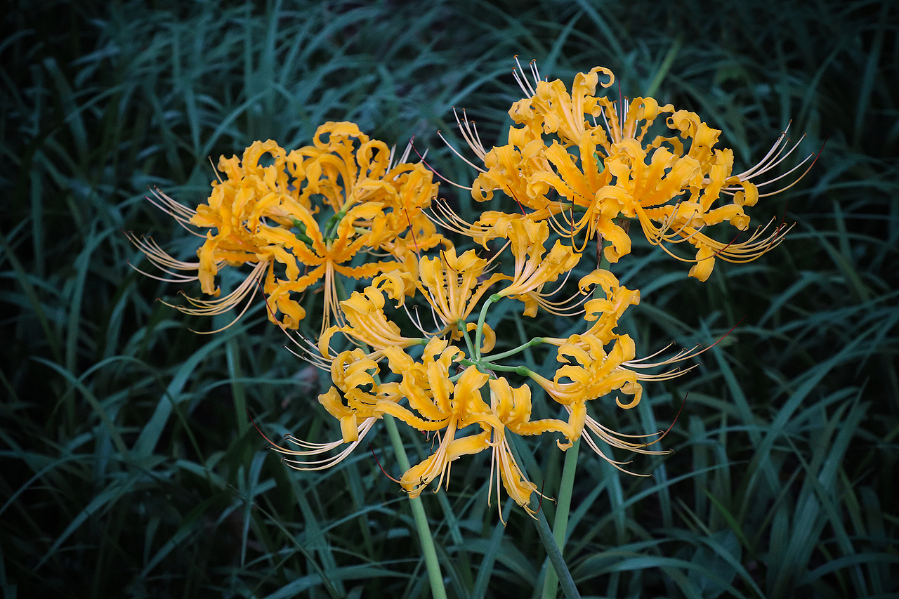 彼岸花·曼珠沙华（图ZMTg0MTY4NTMy） - 风光摄影 - 站酷设计师公子雪原创素材 - 站酷ZCOOL