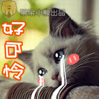 呆呆小熊恶搞猫狗表情