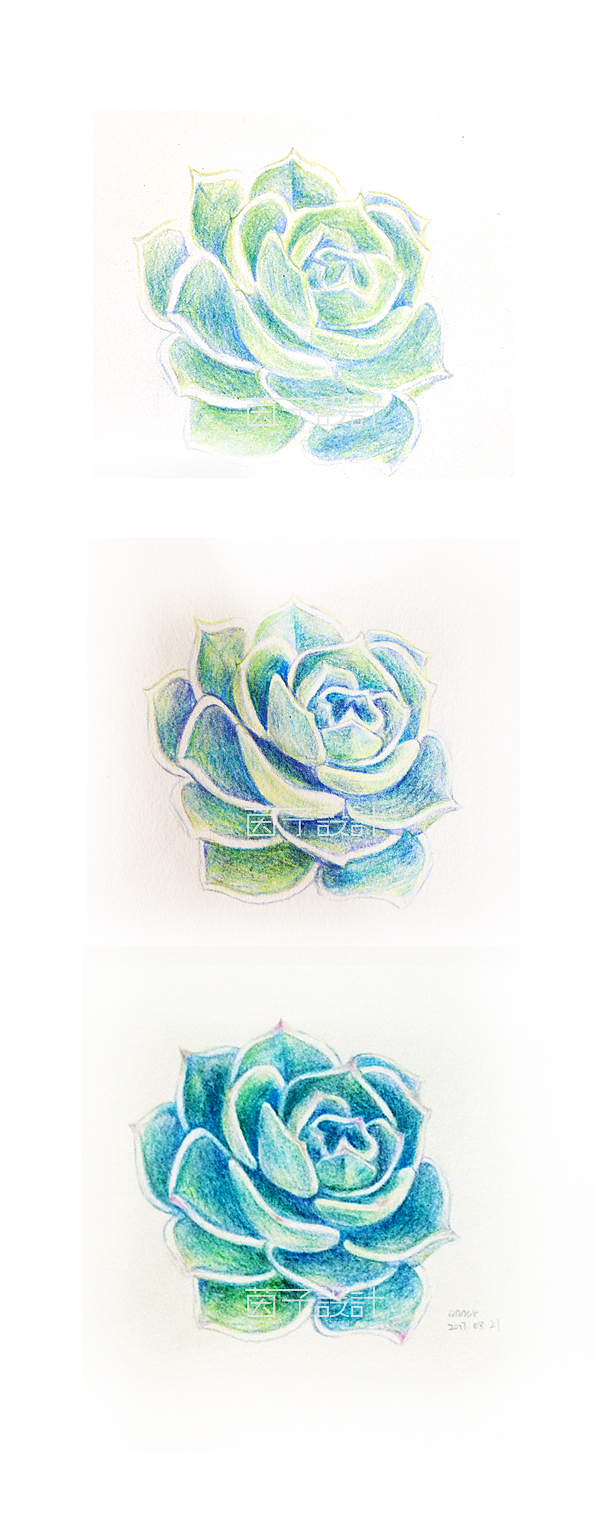 彩铅绘—莲花肉肉