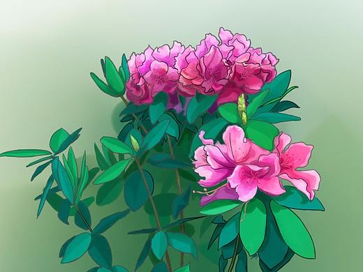 杜鹃花