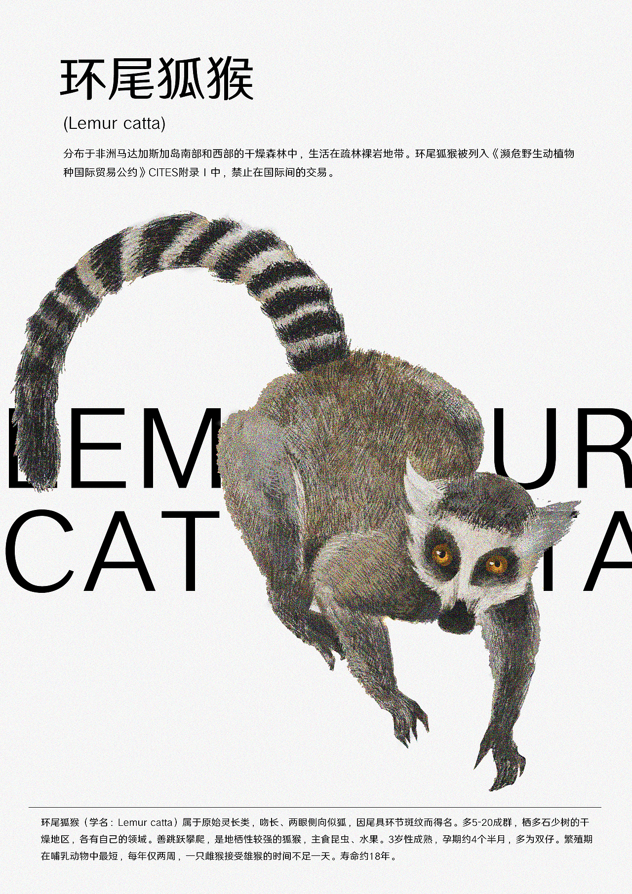 环尾狐猴·生性活泼的小家伙