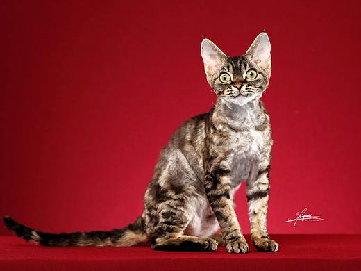 德文卷毛猫