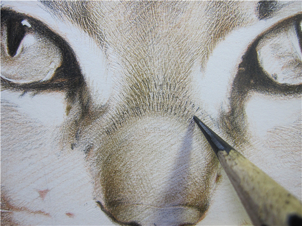 纸上彩铅--《猫爸与猫仔》纸张测试 随录