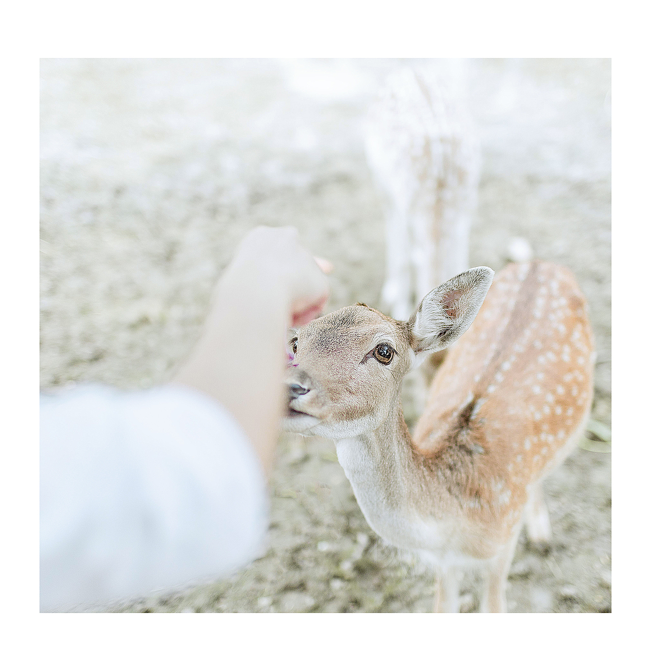 鹿（图ZNjA4MzM5NzY=） - 人像摄影 - 站酷设计师jefflkc原创素材 - 站酷ZCOOL