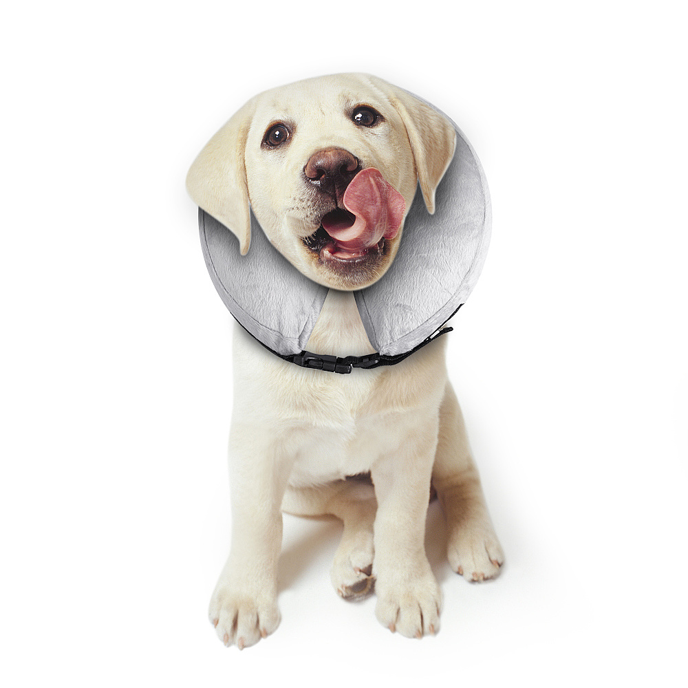 亚马逊主图-狗项圈1