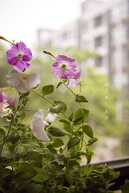 矮牵牛（图ZMTYyOTgzNjcy） - 产品摄影 - 站酷设计师五月黑森林原创素材 - 站酷ZCOOL