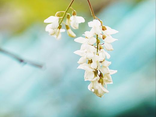 梦里花落知多少