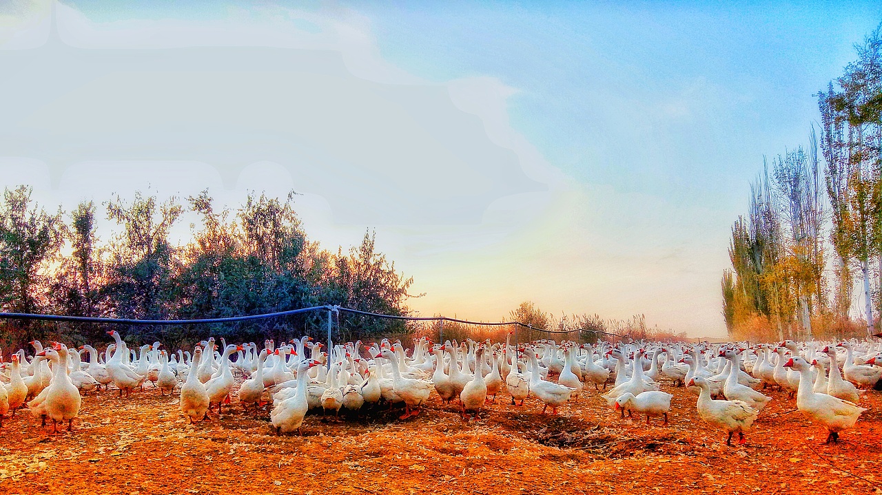 Meizu Note 5 手机拍摄 （深 秋）（图ZMTg0Mjg2MzI0） - 风光摄影 - 站酷设计师智力思维原创素材 - 站酷ZCOOL