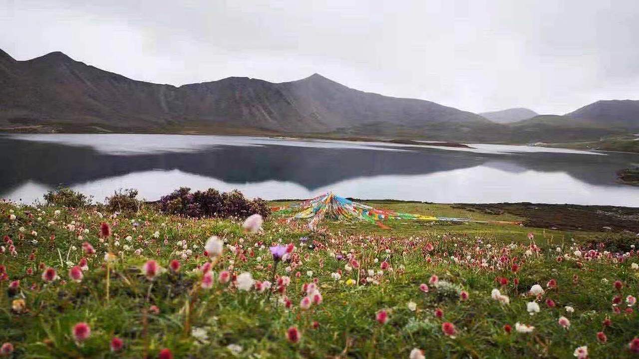 圣地西藏风景,雪山,草木,花朵