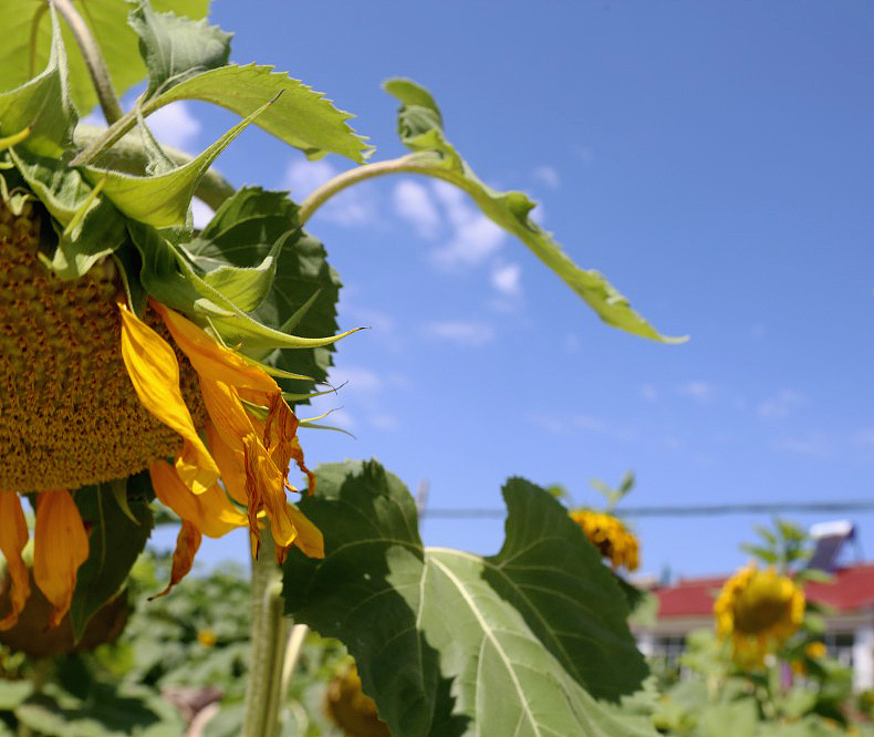 向日葵（图ZMTExMjUzNDQ=） - 产品摄影 - 站酷设计师行走的音符原创素材 - 站酷ZCOOL